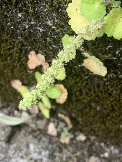 Hydrocotyle hirsuta, photographed by Elix Hernandez