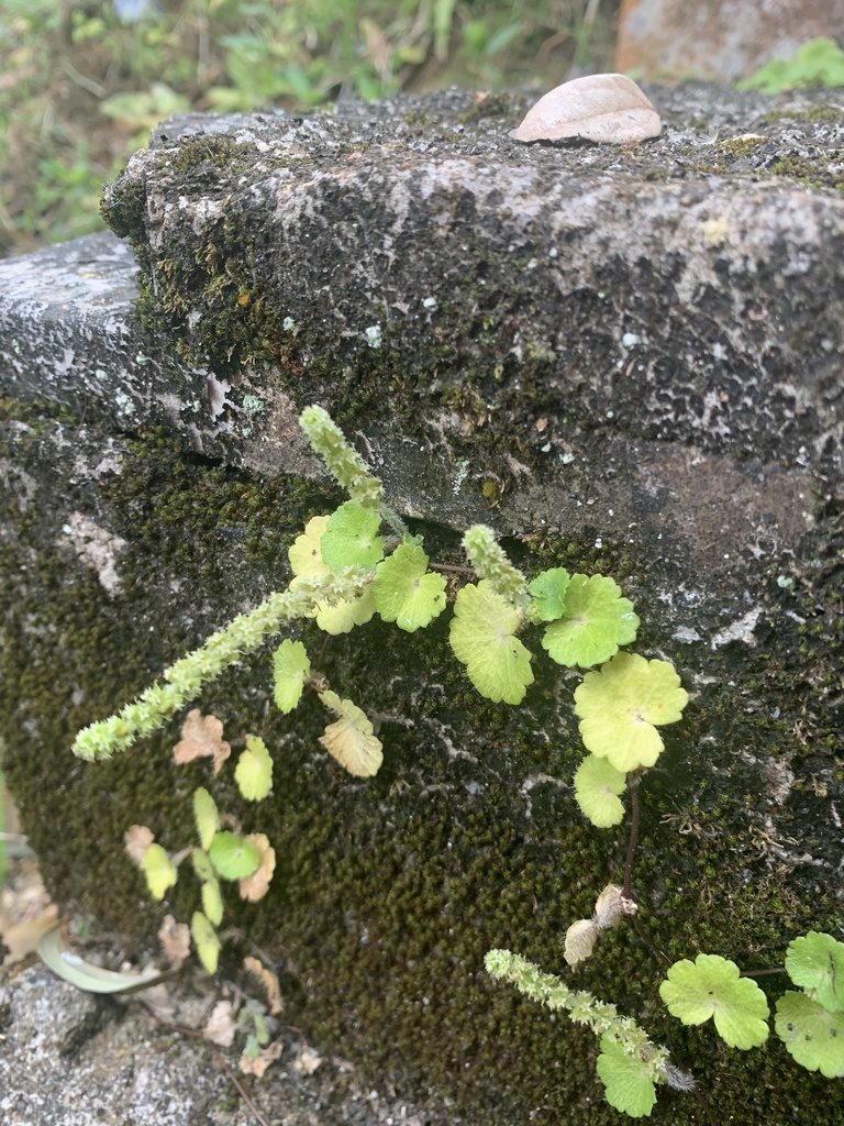 Hydrocotyle hirsuta, photographed by Elix Hernandez