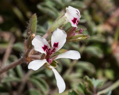 Pelargonium trifoliolatum, photographed by magriet b