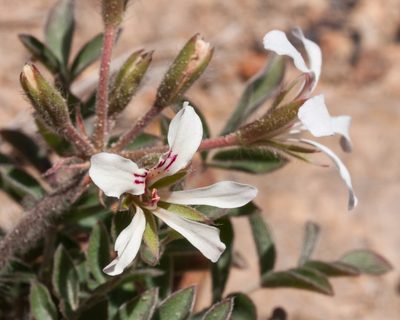 Pelargonium trifoliolatum, photographed by magriet b