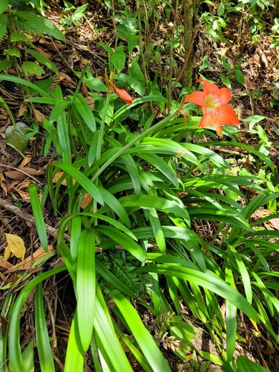 Hippeastrum puniceum, photographed by Wes Gapp