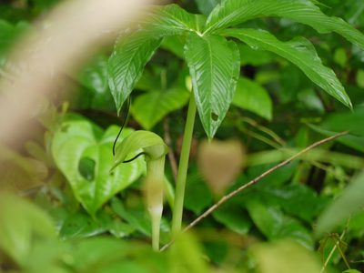 Arisaema tortuosum, photographed by Dinesh Valke