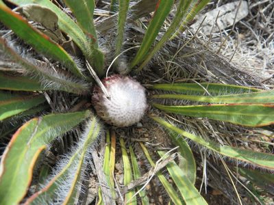 Protea scabriuscula, photographed by linkie