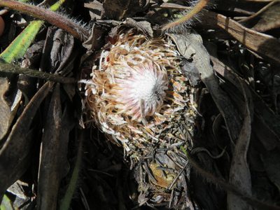 Protea scabriuscula, photographed by linkie