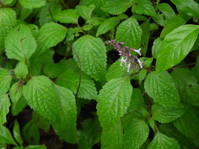 Orthosiphon thymiflorus, photographed by Dinesh Valke