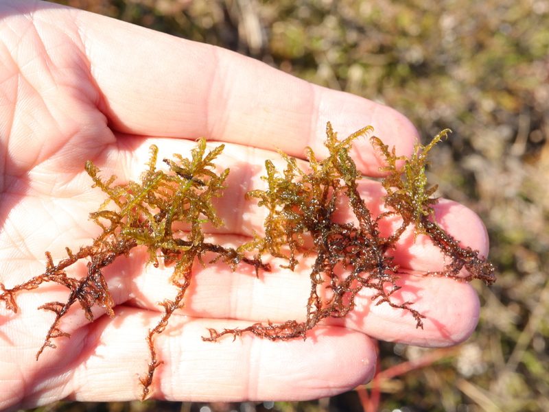Warnstorfia exannulata, photographed by Tero Linjama