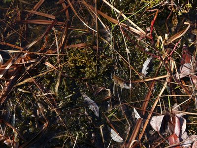 Warnstorfia exannulata, photographed by Tero Linjama
