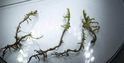 Warnstorfia exannulata, photographed by Tero Linjama
