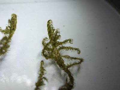 Warnstorfia exannulata, photographed by Tero Linjama