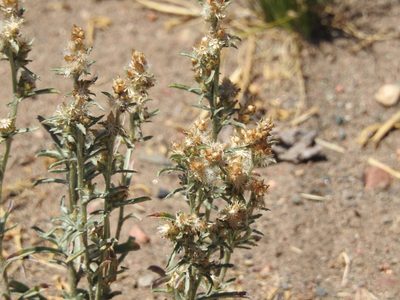 Pseudognaphalium gaudichaudianum, photographed by Guillermo Debandi