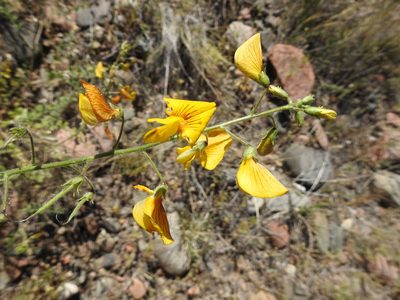 Adesmia grandiflora, photographed by Guillermo Debandi