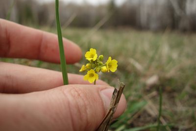 Draba sibirica, photographed by Aleksei Baushev