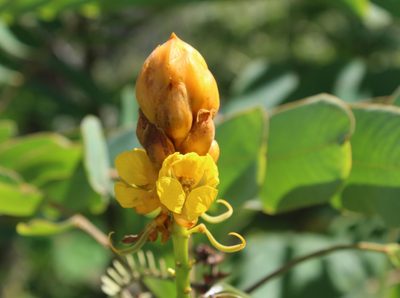 Senna reticulata, photographed by Ricard Busquets Reverte