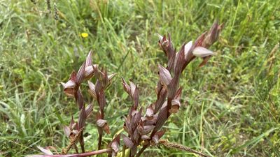Serapias vomeracea, photographed by Sokratis