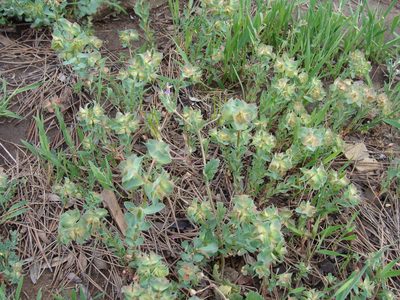 Euphorbia falcata, photographed by Abdenour Kheloufi