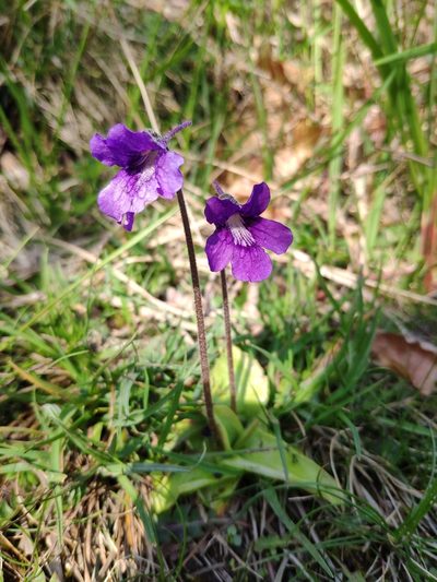 Pinguicula grandiflora, photographed by Denys Vynokurov