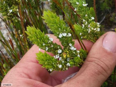 Muraltia alba, photographed by Chris Vynbos