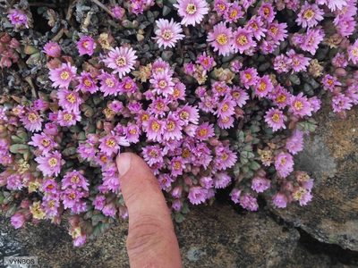 Oscularia caulescens, photographed by Chris Vynbos