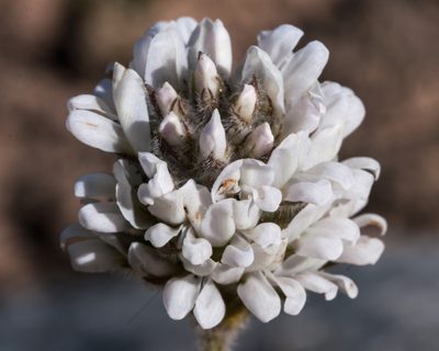 Psoralea zeyheri, photographed by magriet b