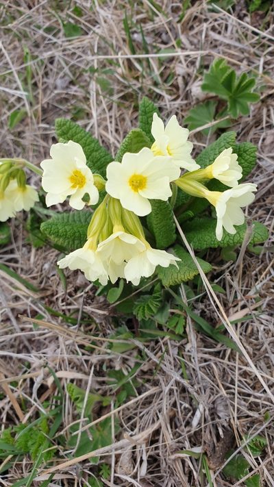 Primula cordifolia, photographed by Дауд Арсанукаев