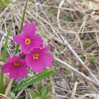 Primula amoena, photographed by Дауд Арсанукаев