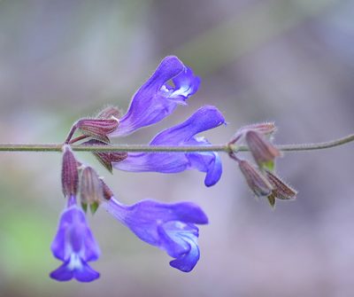 Salvia ringens, photographed by Kostas Zontanos