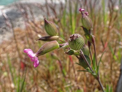 Silene conica, photographed by Donald Davesne