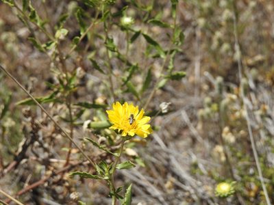 Grindelia brachystephana, photographed by Guillermo Debandi
