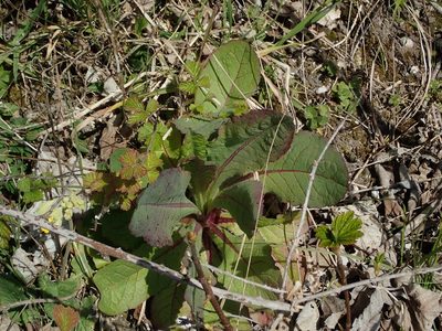 Lactuca virosa, photographed by Daniel Cahen