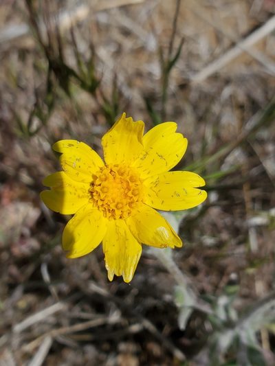 Monolopia major, photographed by Trevor Harding