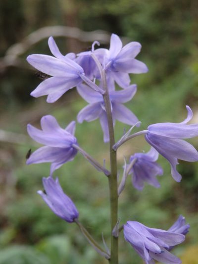 Hyacinthoides paivae, photographed by Carminda Santos