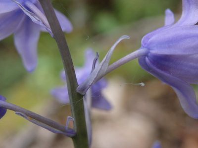 Hyacinthoides paivae, photographed by Carminda Santos