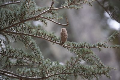 Cedrus libani, photographed by Kristof Zyskowski