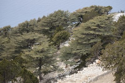 Cedrus libani, photographed by Kristof Zyskowski