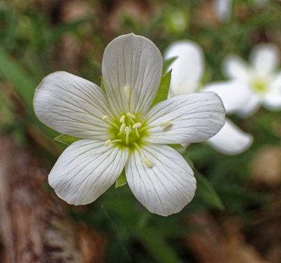 Arenaria montana, photographed by Donald Davesne