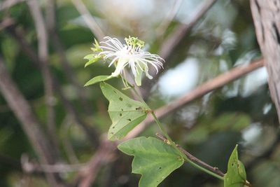 Passiflora misera, photographed by Ramon and Suzanne Vargas