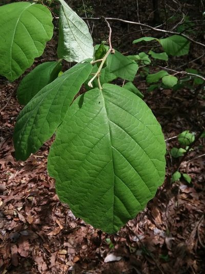 Hamamelis ovalis, photographed by Will McFarland