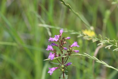 Penstemon tenuis, photographed by Rich Sommer