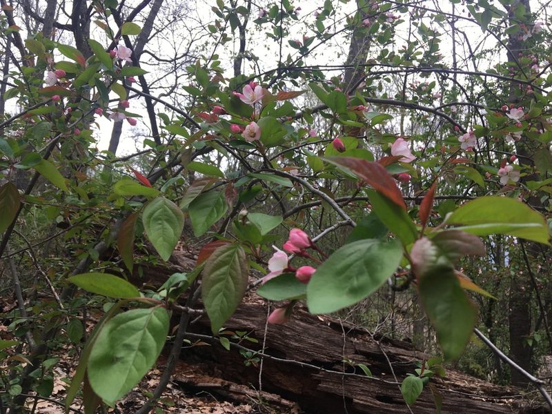 Malus hupehensis, photographed by Daniel Atha