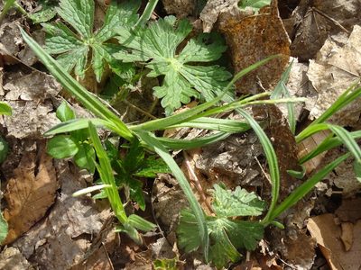 Carex hirtifolia, photographed by Reuven Martin
