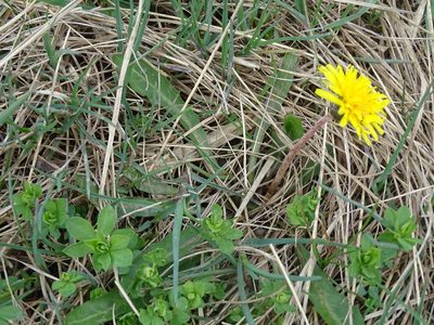 Taraxacum palustre, photographed by Reuven Martin