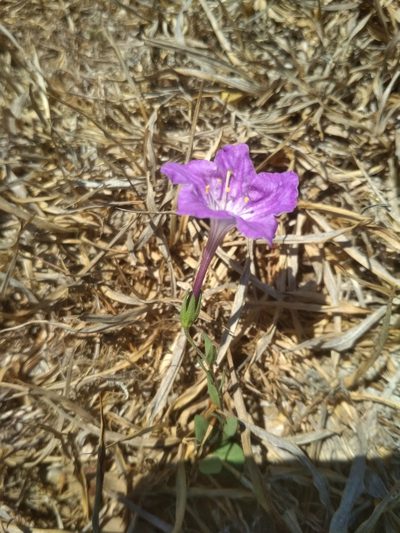 Bouchetia arniatera, photographed by Guillermo Huerta Ramos