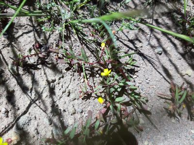 Camissonia dentata, photographed by GREGORY ANTHONY PAUCA TANCO