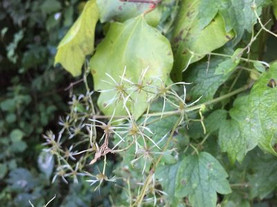 Clematis apiifolia, photographed by Kim, Hyun-tae