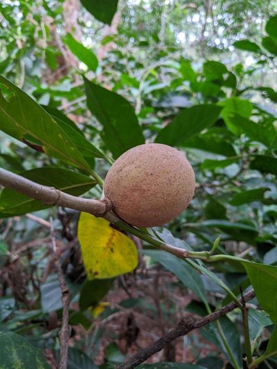 Atractocarpus sessilis, photographed by Louis Backstrom