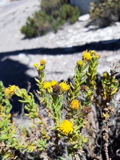 Senecio adenophyllus, photographed by GREGORY ANTHONY PAUCA TANCO