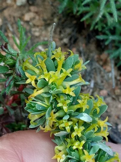 Thymelaea argentata, photographed by Karim Haddad