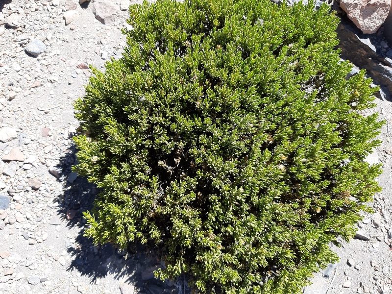 Baccharis tricuneata, photographed by GREGORY ANTHONY PAUCA TANCO