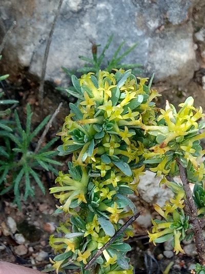 Thymelaea argentata, photographed by Karim Haddad