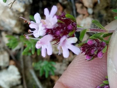 Thymus willdenowii, photographed by Karim Haddad
